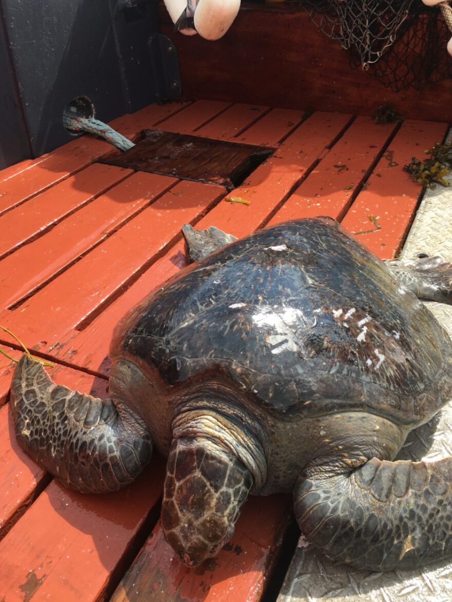 A large pacific green sea turtle lies with its face pointed down on the orange deck of a boat