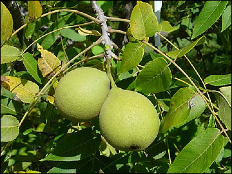 Black Walnuts