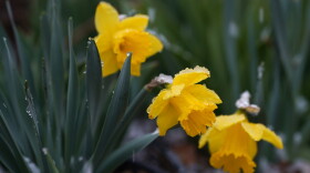 Several students are planting a "daffodil memorial garden" to pay tribute to the children who were murdered during the Holocaust.