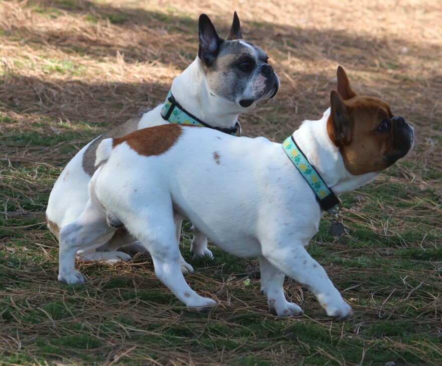 French Bulldogs ("Frenchies") are small, playful dogs and make great pets!