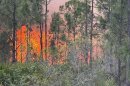 Flames in a wooded area west of I-75 just north of the Charlotte County Line from Lee County.