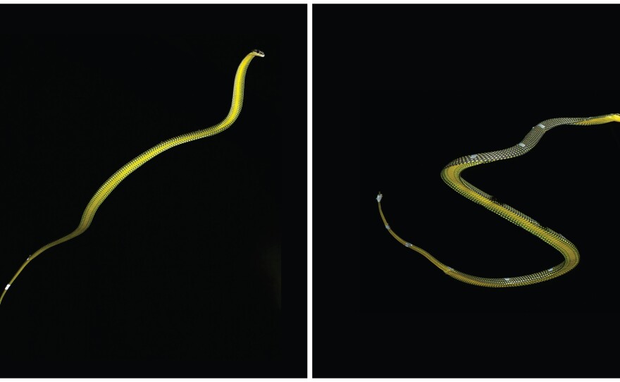 A <em>Chrysopelea paradisi</em> snake flying in the air during experiments in The Cube at Virginia Tech. Left: the snake is fully extended just after take-off from the branch on the left. Right: the snake undulating during flight.