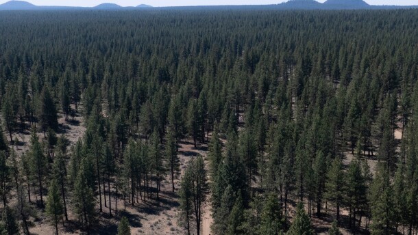 FILE - A person walks along a dirt road in Deschutes National Forest, May 1, 2025, near Bend, Ore.