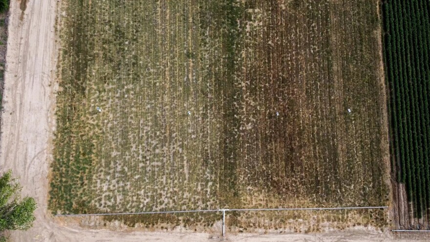 From 200 feet above the field, the darker green and brown of the biochar half (right) is more visible. The richer color indicates higher levels of nitrogen in the plants.