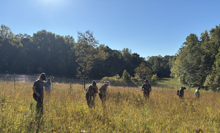 Volunteers and staff at Anne Springs Close Greenway in Fort Mill sift through the morning grasses in search of the endangered Schweinitz's sunflower.
