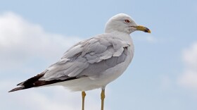 Ring-billed gull