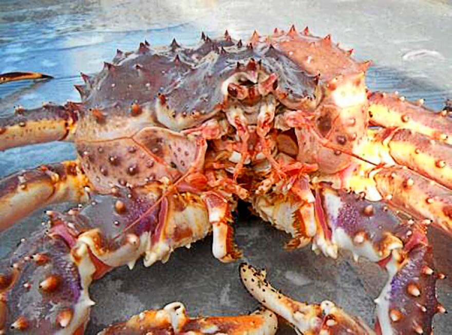 Red king crab (NOAA)