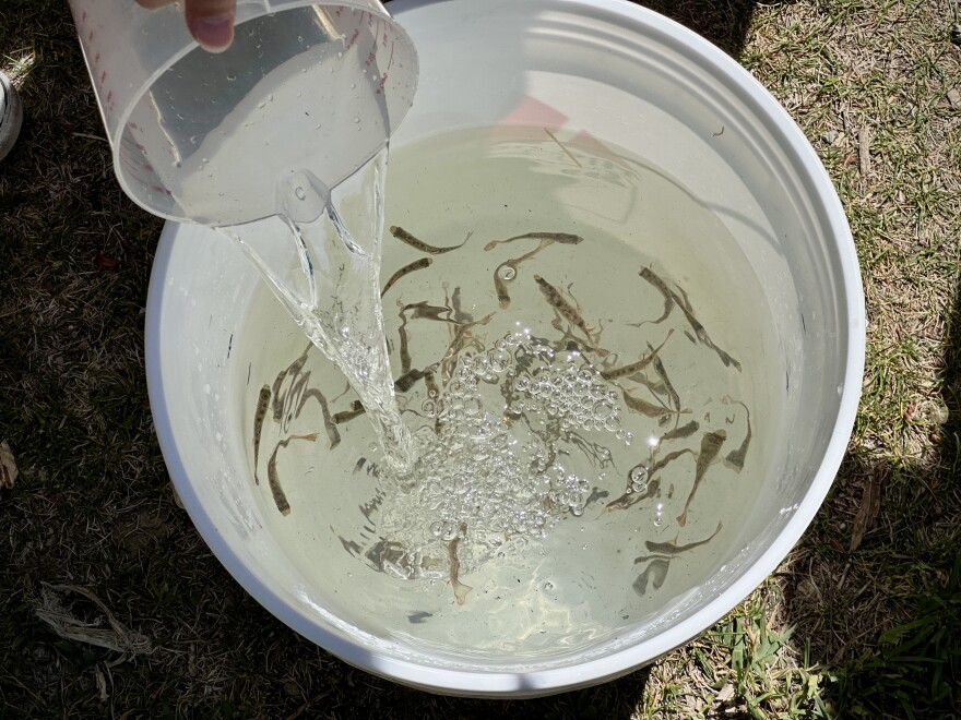 Daly Elementary students mix cupfuls of pond water into a bucket of more than 50 juvenile rainbow trout as they prepare to release them on May 11, 2026.