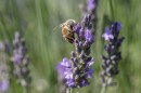 Bees are among the many polinators that visit Lavender Trails. Orrville, Ohio. July 11, 2025.