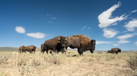 The Colorado State University bison herd at Soapstone Prarie. July 20, 2022