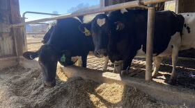 Holstein milking cows at Clark Farms in Delaware County. (Phoebe Taylor-Vuolo/WSKG)