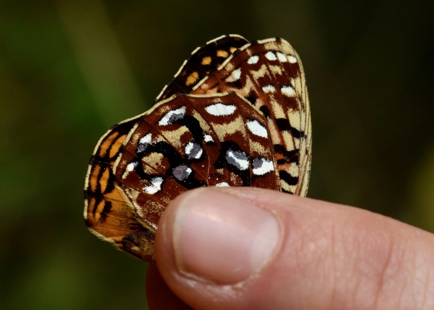 Fingers hold a butterfly in place. The back wing is marked "25." 