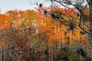 Photo of fall foliage along the Florida Gulf Coast