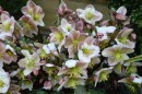 White hellebores.