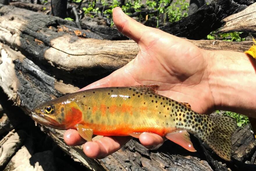 This photo provided by the New Mexico Department of Game & Fish shows a Rio Grande cutthroat trout rescued from the Calf Canyon/Hermit's Peak Fire on June 9, 2022, near Holman, N.M. Wildlife agencies in the southwestern U.S. consider missions like this essential as climate change brings more frequent and hotter wildfires, fueled by prolonged drought and tree-killing bug infestations.