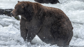 Bear 747, a large adult male, is in the running for fattest bear. (L. Law/National Park Service)