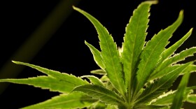 An up close view of the leaves of a marijuana plant.