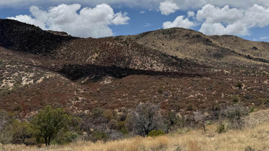 Dry Plants 2025 Hills