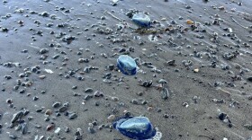 Blue Velella velella seen on the beach near UC Santa Barbara. They have been pushed toward shore by wind and currents.