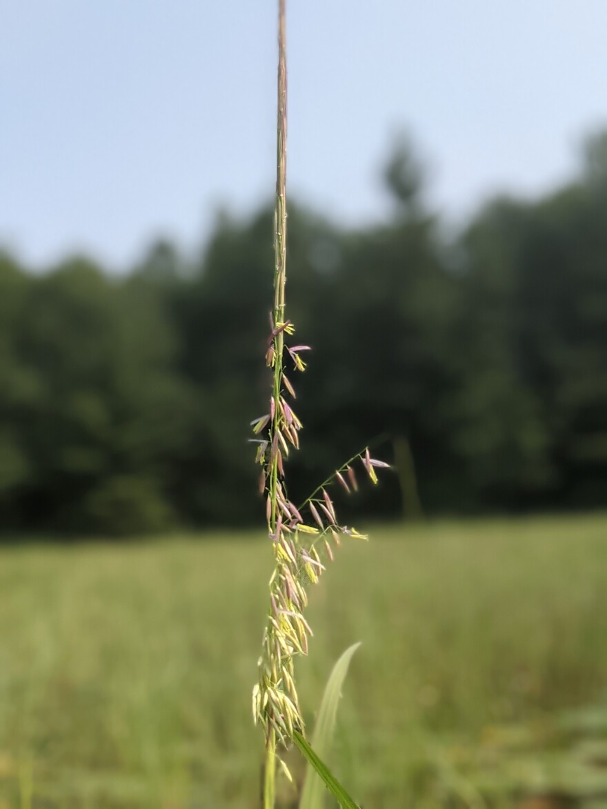 A stalk of wild rice