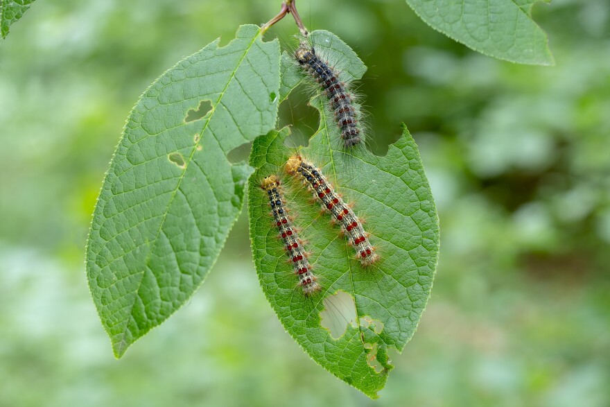 Rappelling from your rooftops, chewing tree leaves; the spongy moth caterpillar and how to combat them | Vermont Public