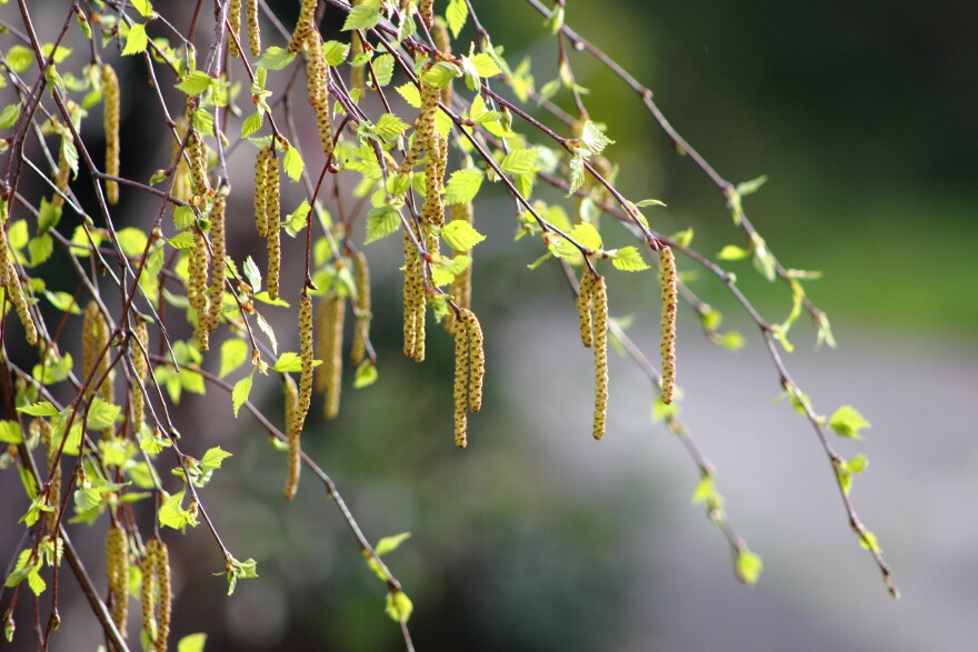 Delicate catkins and new spring leaves of a young birch tree.