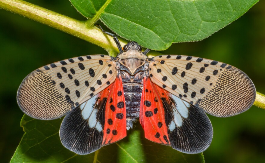 A spotted lanternfly.
