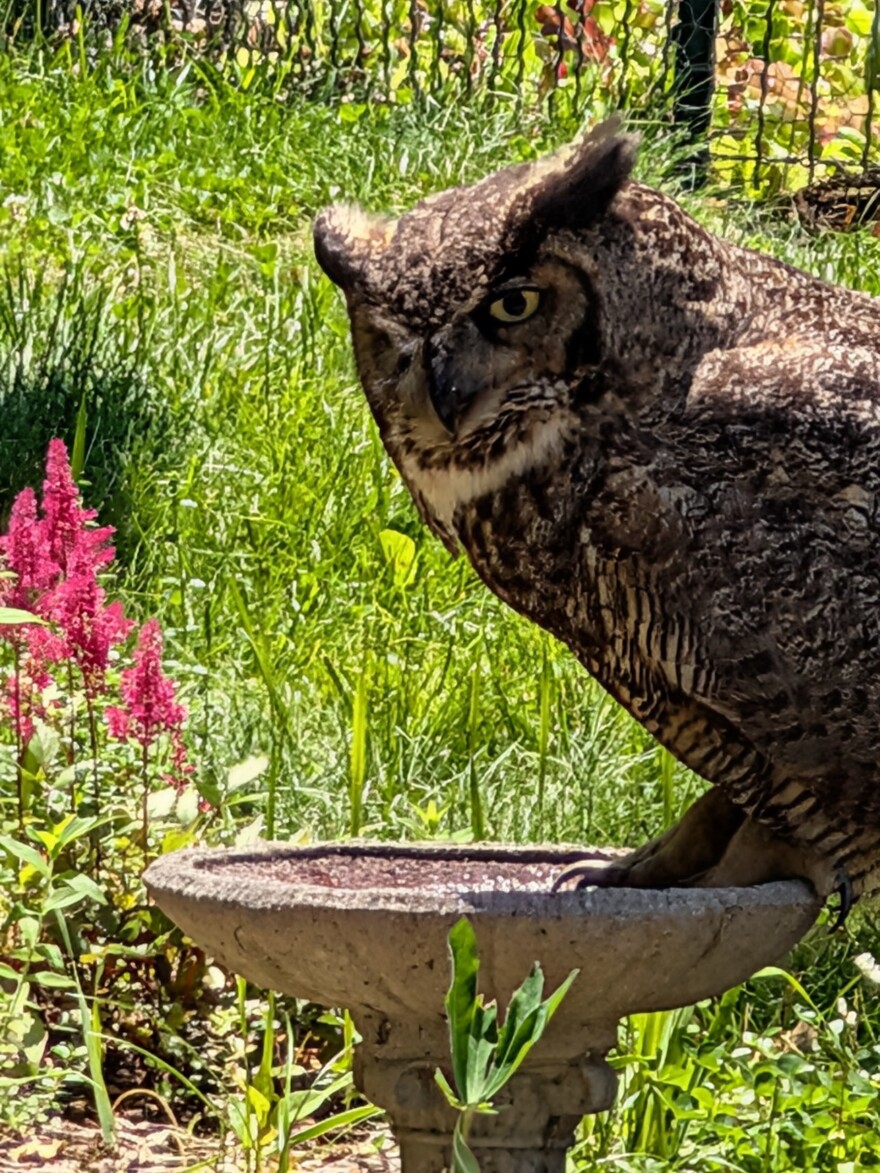 Great Horned Owl at bird bath in Eastham