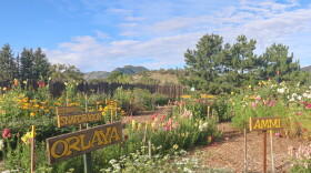 The Garden House on Butterfly Lane in Doney Park, Ariz., near Flagstaff., opened to the community for a "you-pick" flower event on Monday, Sept. 7, 2026. Cindy Wilson, 69, grows several variations of flowers in her backyard garden, where she also invites residents to pick and assemble their own bouquets.