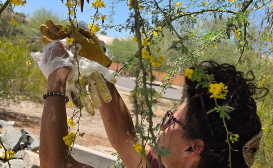 Gardener grabbing debris from tree