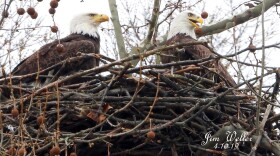 Bald eagles Willa and Orv are nesting at Carillon Park for the second year.