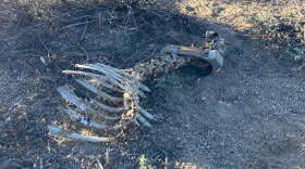 The carcass of a mule deer that likely starved last winter. Biologists warn that rising wild horse populations are wiping out the winter forage mule deer depend on for survival through the long, harsh Nevada winters. (Courtesy of Ashley Ahearn)