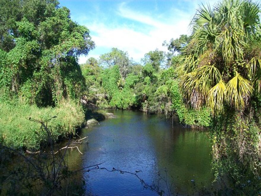 Horizontal image of  water body flowing straight ahead, surrounded by lush green trees and plants. 