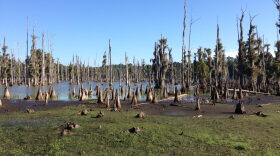 Suwannee Lake drawdown