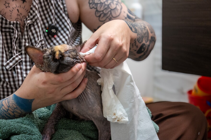 A cat getting its ear cleaned