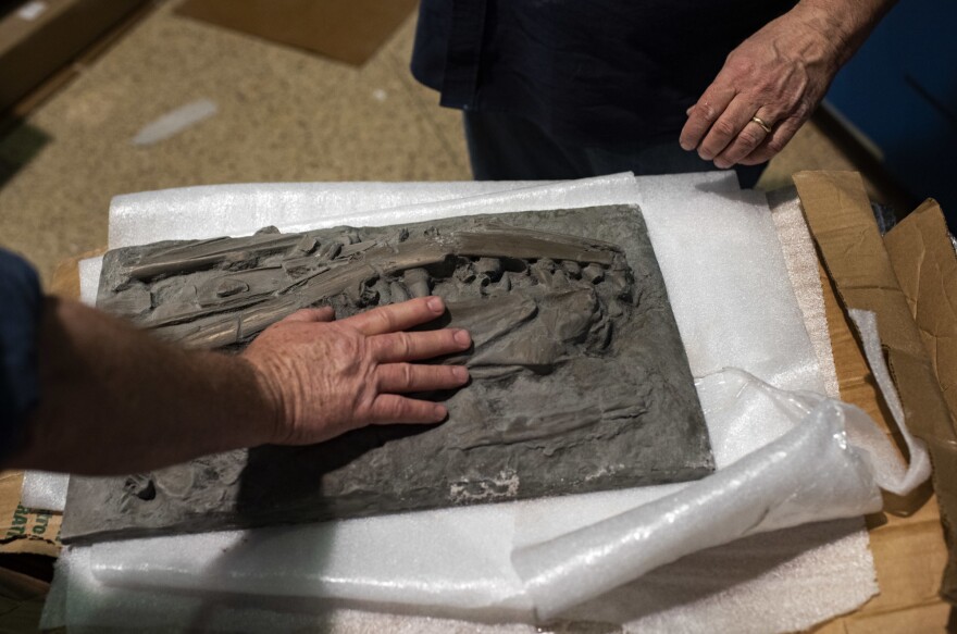 The exhibition at the Smithsonian National Museum of Natural History will allow visitors to interact with history, such as this touchable panel of mosasaur fossils.