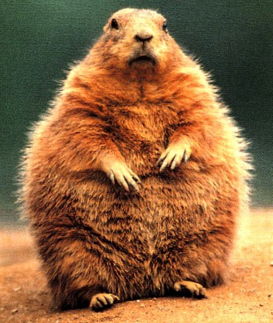 fat-groundhog
