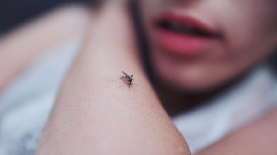 female with a mosquito on her arm. 