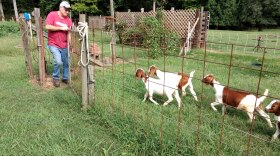 Sheldon Scruggs tends goats on his farm in western Mecklenburg County. 