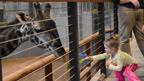 A little girl feeds a piece of lettuce to one of the giraffes at the Kansas City Zoo.
