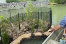 "Floating wetlands" at the Norfolk Botanical Garden on May 27, 2026.