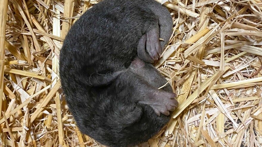 Otter baby photo