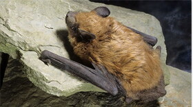The Big Brown bat is the most common bat to be found inside Kentucky homes, according to Christine Casey, state veterinarian for Kentucky Fish and Wildlife Resources.
