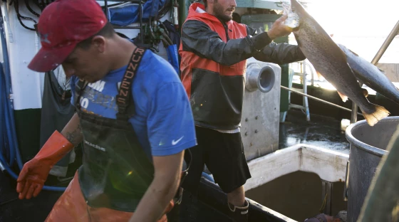 Aboard the fishing vessel Marathon, Nicholas Cooke (left) and Nathan Cultee unload 16 farm-raised Atlantic salmon into a container on Tuesday in Bellingham, Wash.