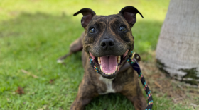 A dog named Irie who was with the Hawaiian Humane Society in July 2026.