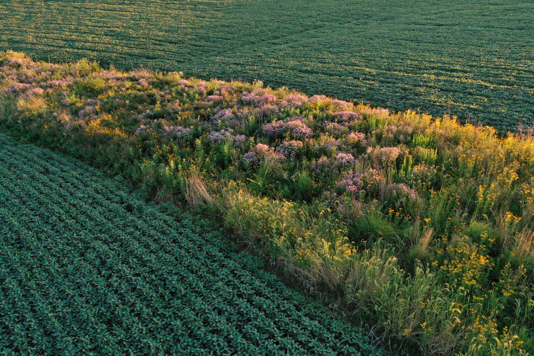 Prairie Display Why more farmers are planting native prairies in their crop fields ...