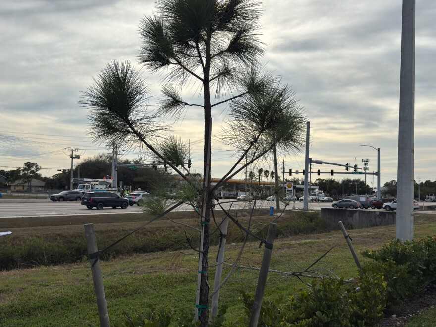 Power outages affected traffic lights such as the intersection of Alico and Oriole roads above and up to 1,200 customers during the afternoon hours after high winds. arrived in the area. FPL crews were in the areas making repairs.