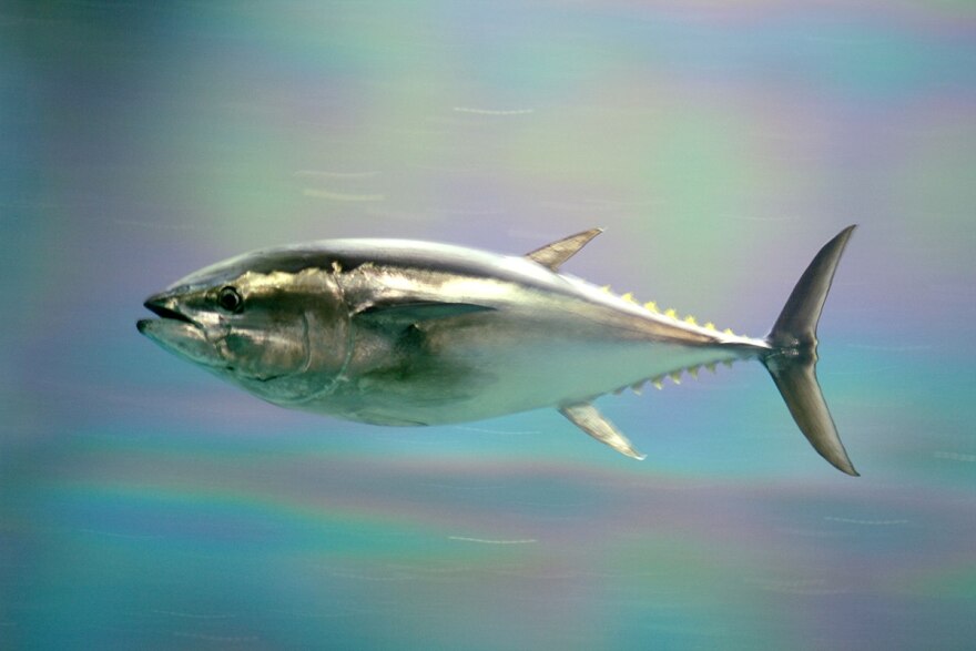 1200px-Pacific_bluefin_tuna.jpg