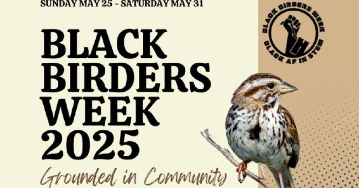 ‘The Sparrow Family’ is the focus of 2025 Black Birders Week