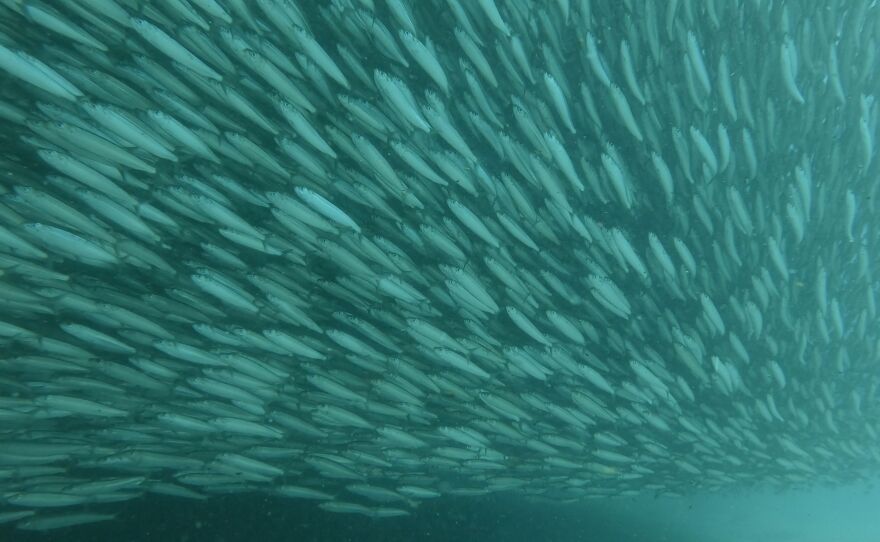 A shoal of sardines moving up the coast on their annual breeding run that feeds thousands of predators. Wild Coast, South Africa.